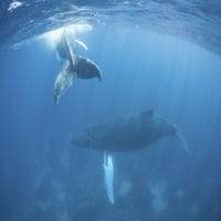 Humpback Whale и нейното теле в карибския морски плакат