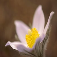 Канада-Манитоба-Марс Хил Зопа за управление на дивата природа Детайл на Prairie Crocus Flower от галерия Jaynes